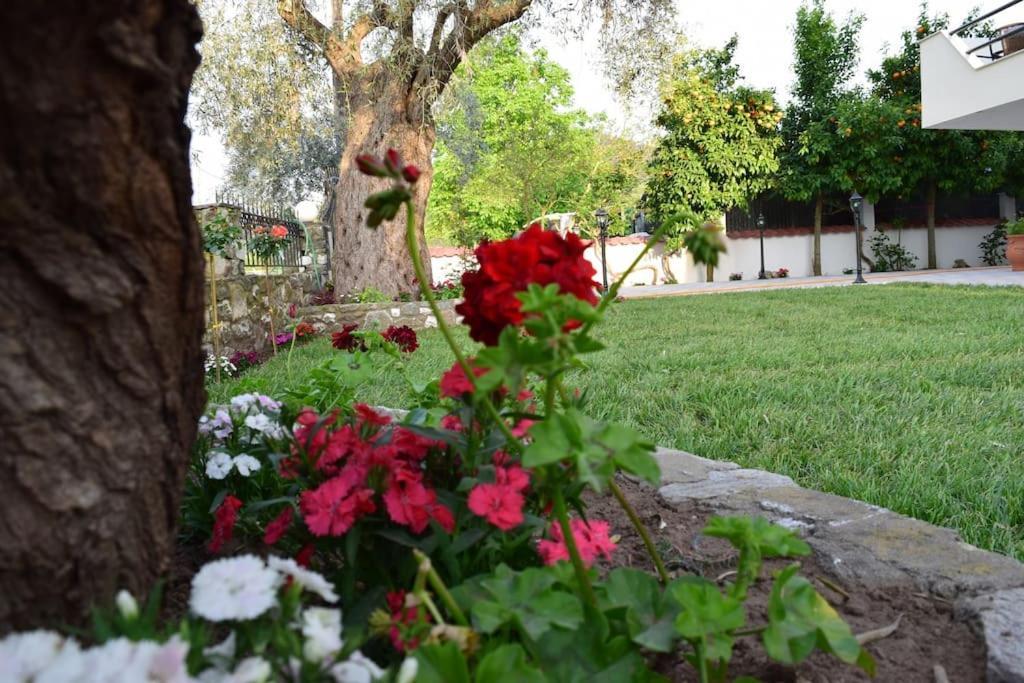Ferienwohnung Tsafas Αpartments Limenas  Exterior foto